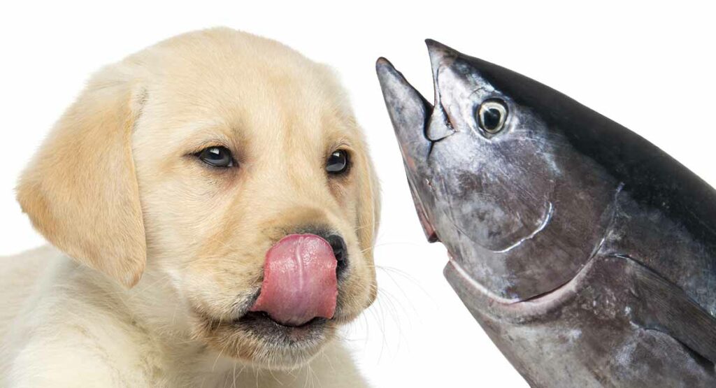 Confidence In Knowing If My Dog Can Eat Cooked Fish - The Blog Frog